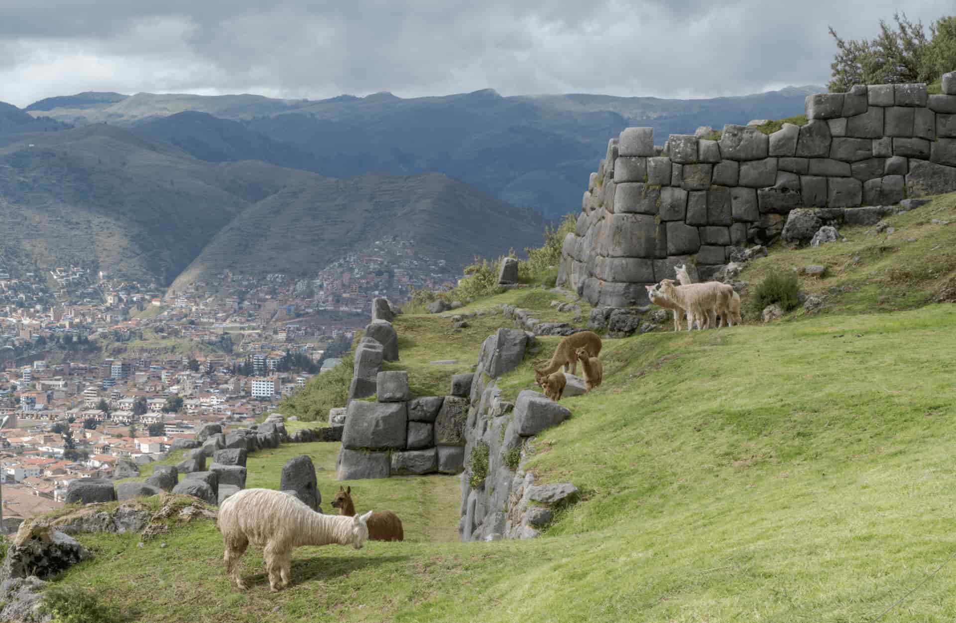 Many andean camelids spread around the Cruzmoqo viewpoint.